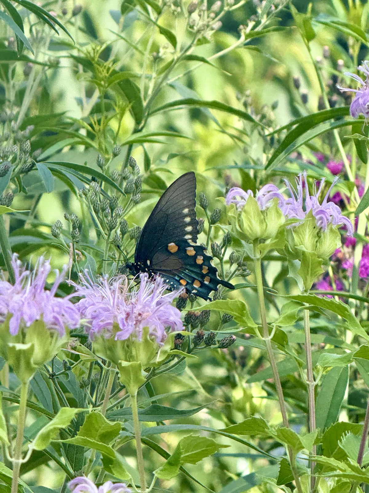 Pipevine Swallowtail on Monarda